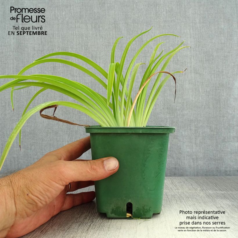 Hemerocallis Eyed Beauty - Daylily 1L/1.5L pot sample as delivered in summer
