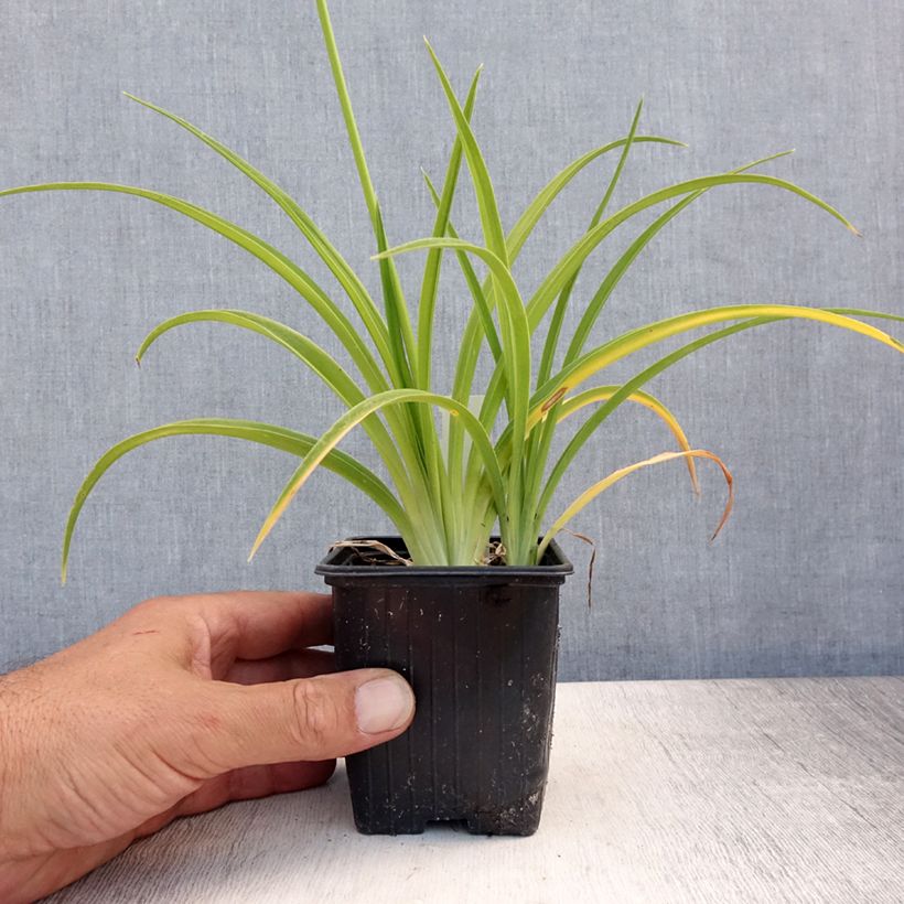 Hemerocallis Flambeau - Daylily 8/9 cm pot sample as delivered in summer