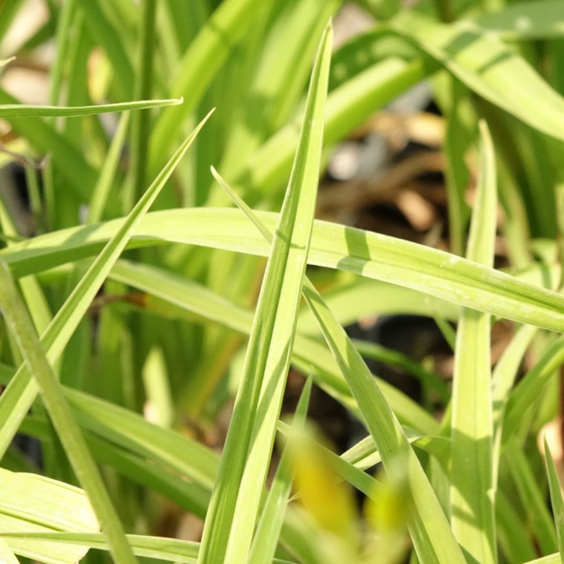 Hemerocallis Flambeau - Daylily (Foliage)