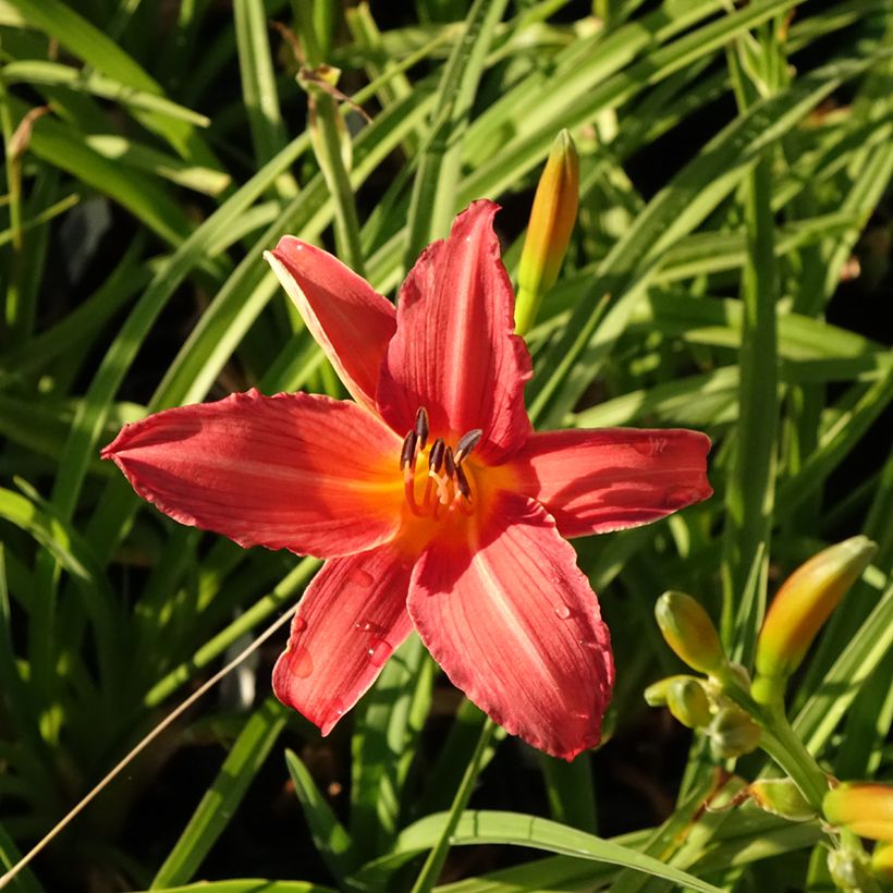 Hemerocallis Flambeau - Daylily (Flowering)