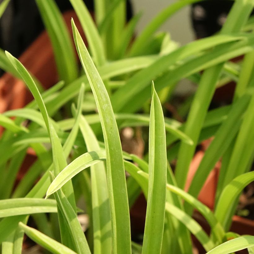 Hemerocallis Fooled Me - Daylily (Foliage)