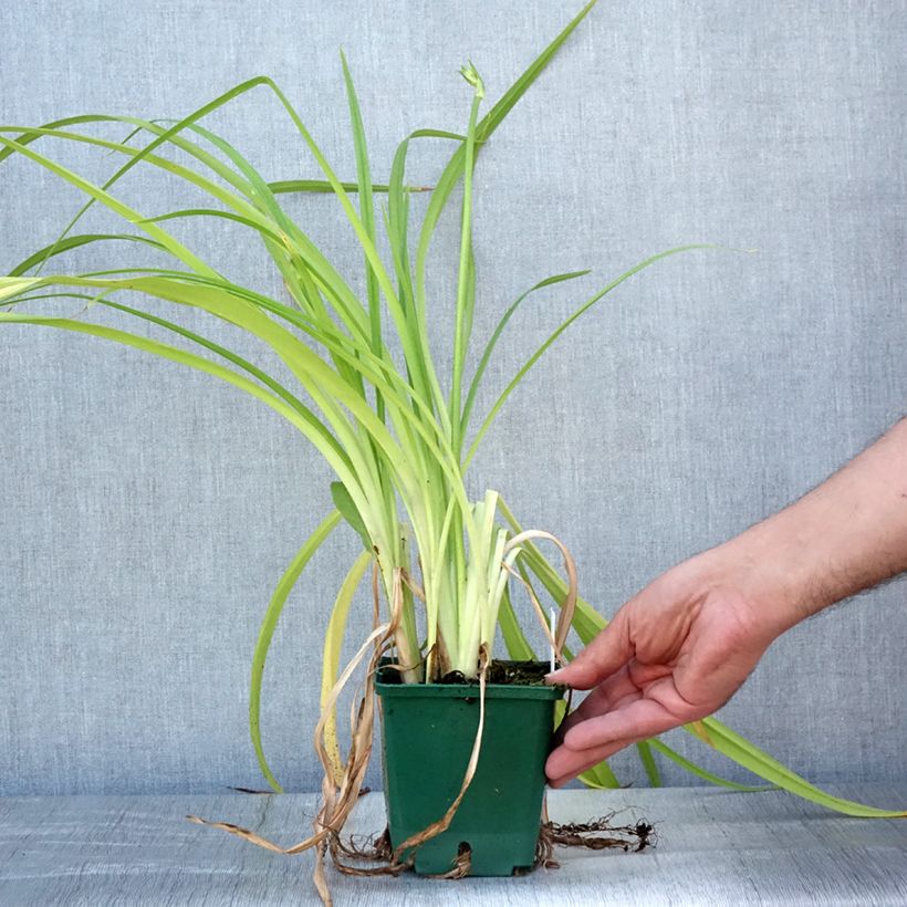 Hemerocallis Frans Hals - Daylily 1L/1.5L pot sample as delivered in summer