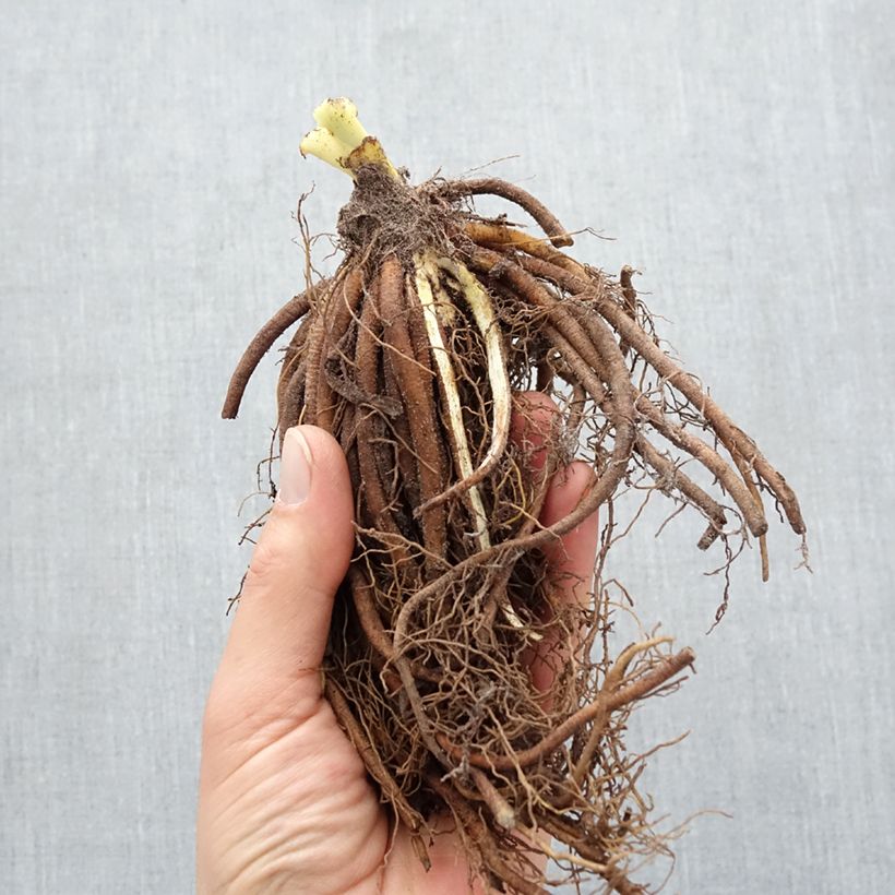 Hemerocallis Frans Hals - Daylily Bare root sample as delivered in winter