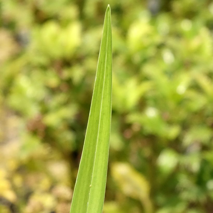 Hemerocallis fulva Flore Pleno - Daylily (Foliage)