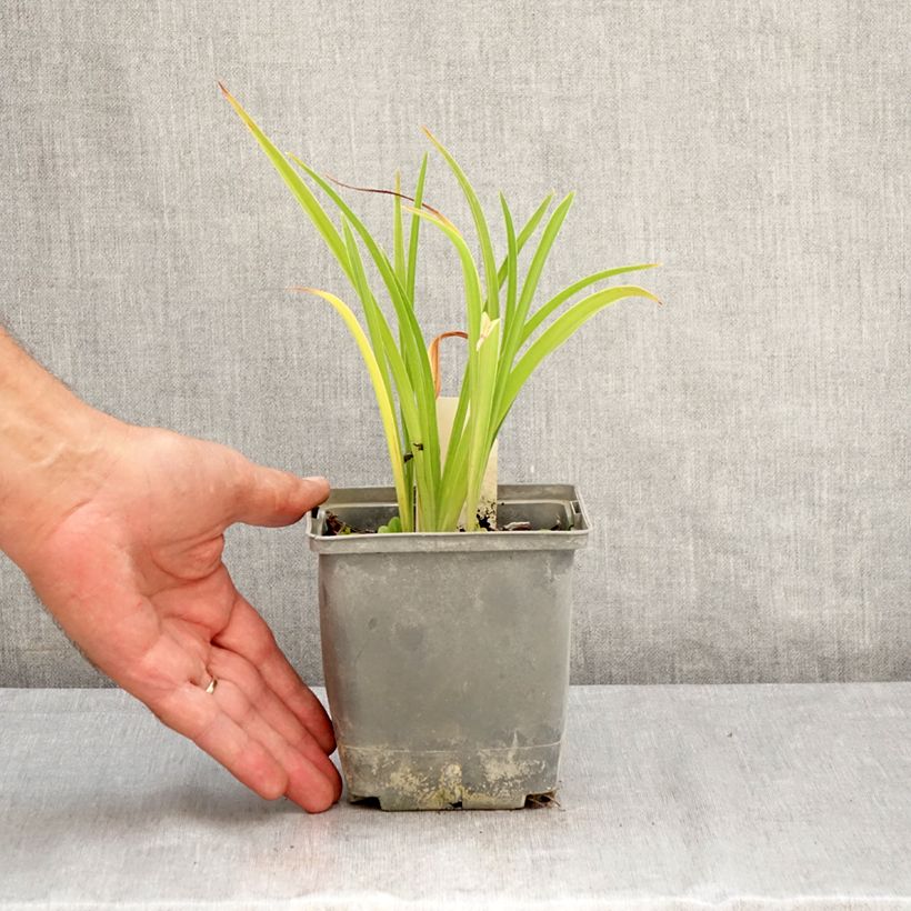 Hemerocallis Graces of Ganymede - Daylily 1L/1.5L pot sample as delivered in summer