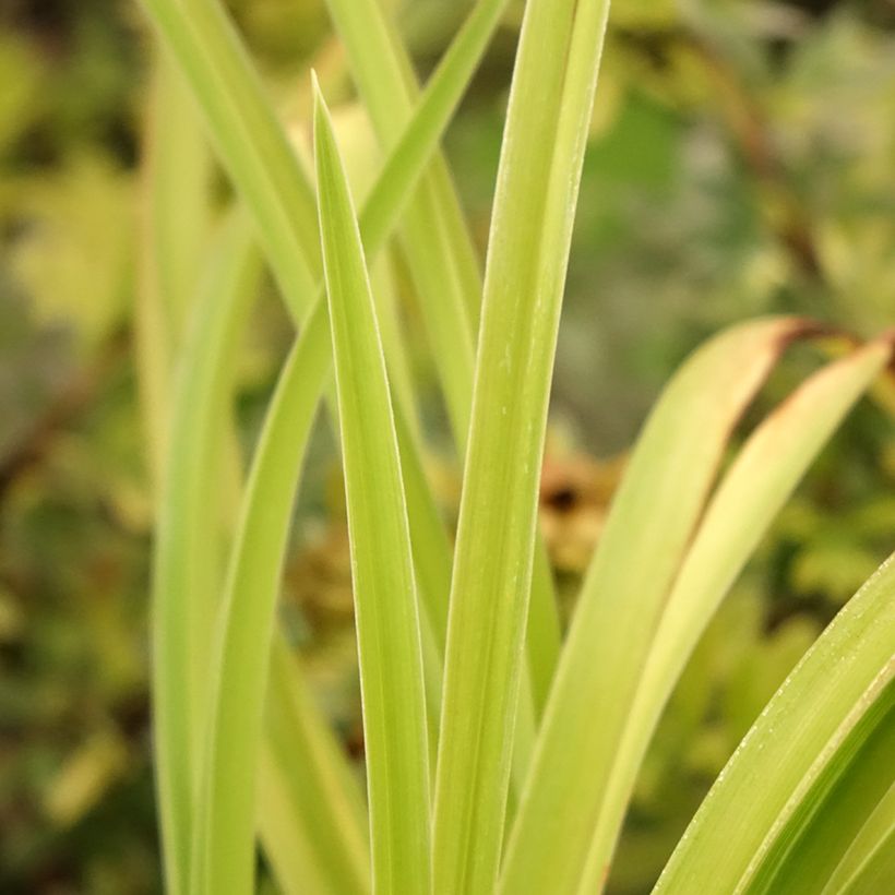 Hemerocallis Graces of Ganymede - Daylily (Foliage)