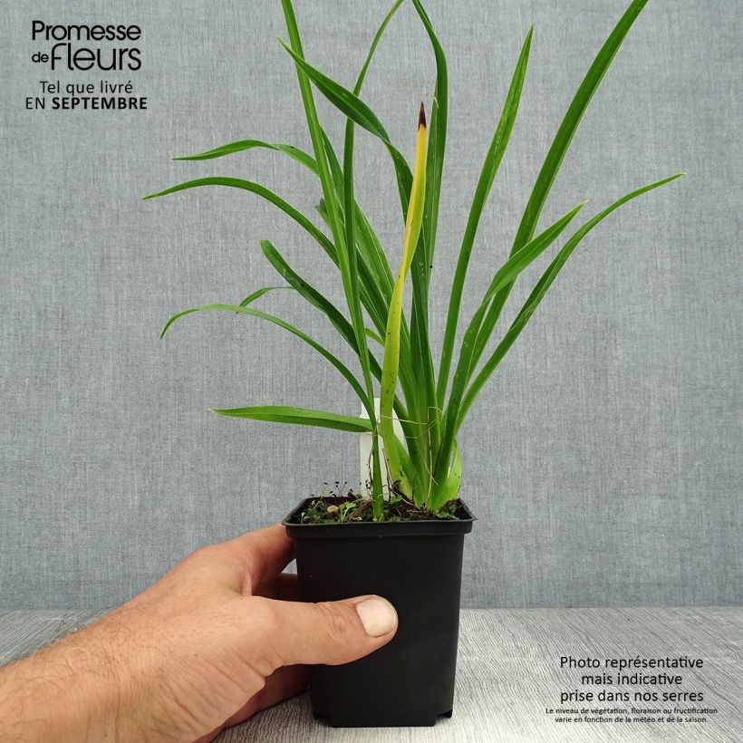 Hemerocallis Green Flutter - Daylily 8/9 cm pot sample as delivered in summer