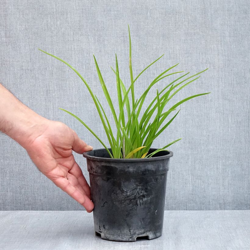 Hemerocallis Happy Returns - Daylily 2L/3L pot sample as delivered in spring