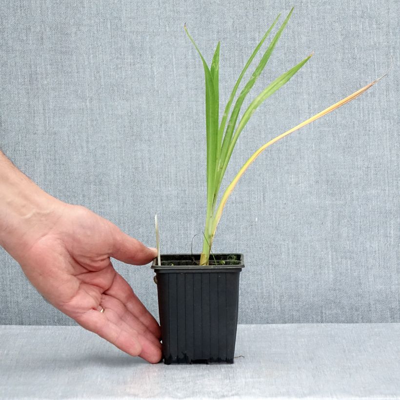 Hemerocallis Hot Wheels - Daylily 8/9 cm pot sample as delivered in summer