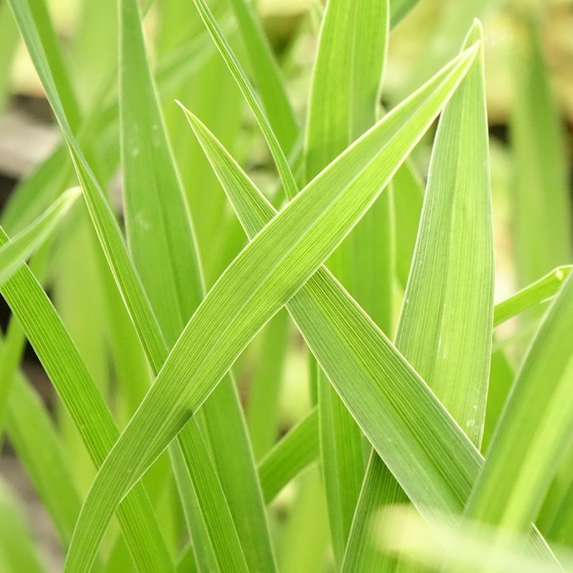 Hemerocallis Joan Senior - Daylily (Foliage)