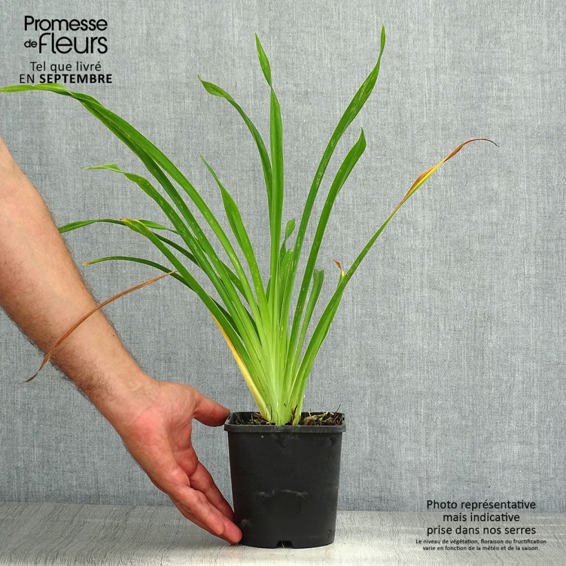 Hemerocallis Lacy Doily - Daylily 1L/1.5L pot sample as delivered in summer