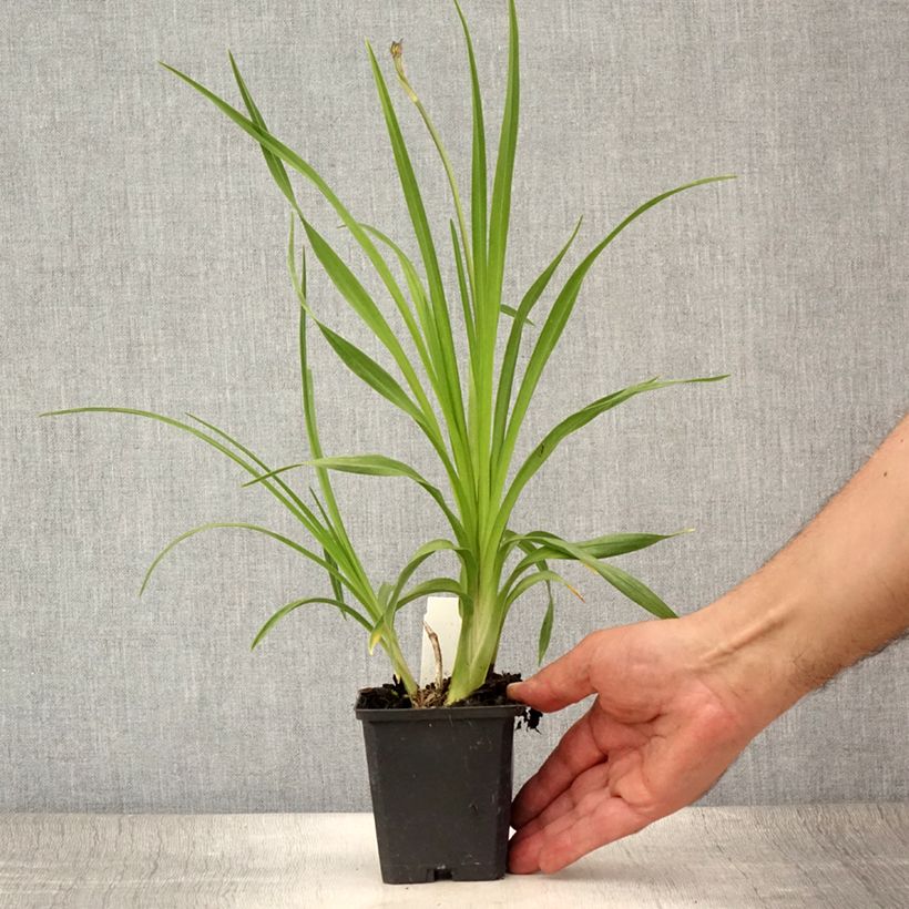Hemerocallis lilioasphodelus - Daylily 8/9 cm pot sample as delivered in summer