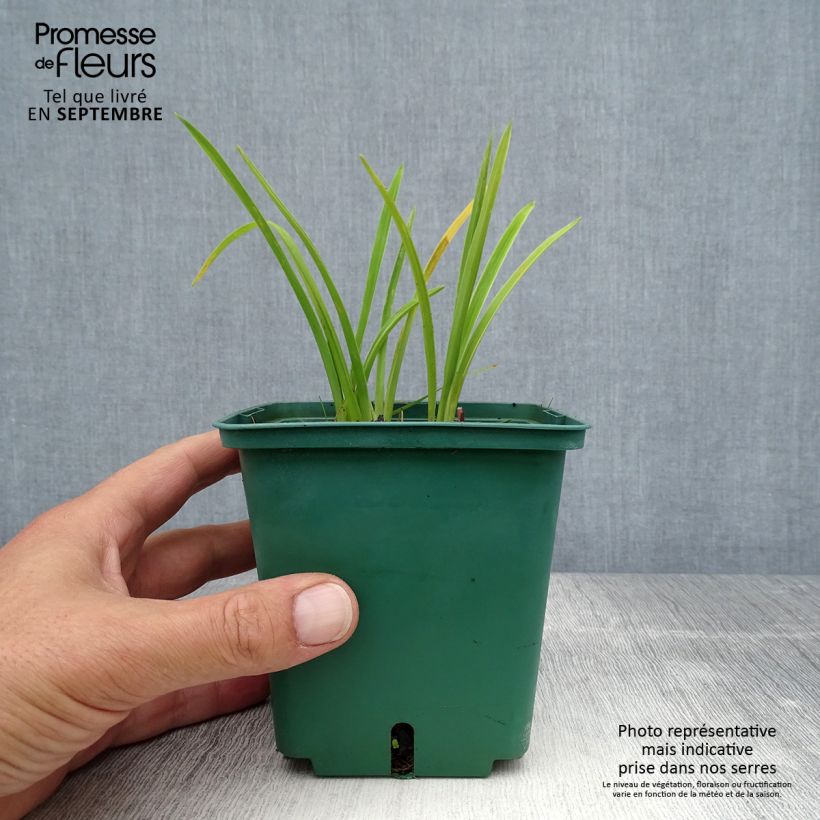 Hemerocallis Luxury Lace - Daylily 1L/1.5L pot sample as delivered in summer