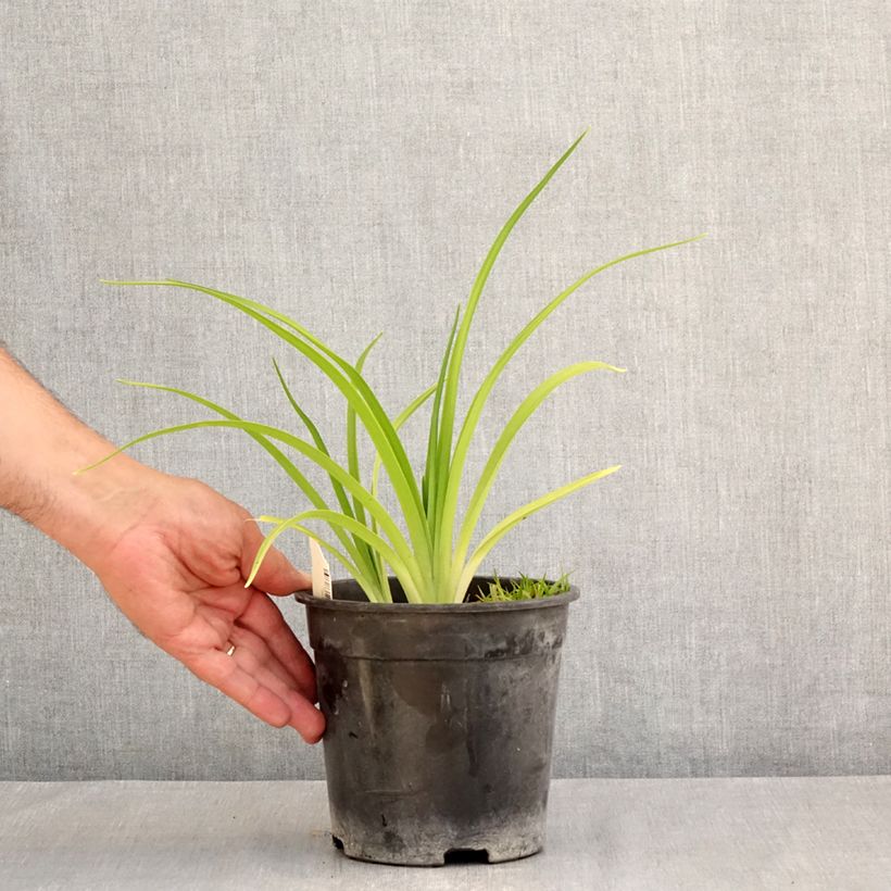 Hemerocallis Mauna Loa - Daylily 2L/3L pot sample as delivered in summer