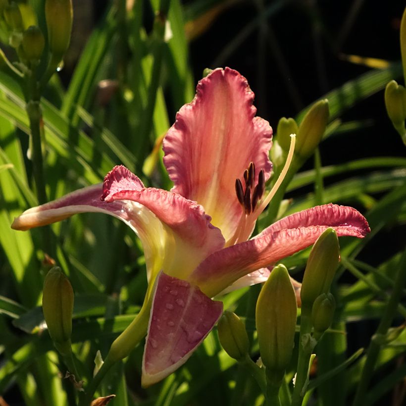 Hemerocallis Mildred Mitchell - Daylily (Flowering)