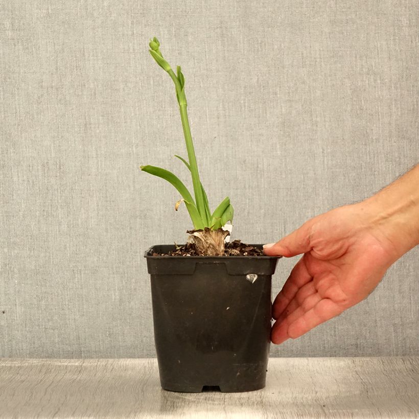 Hemerocallis Natures Crown - Daylily 1L/1.5L pot sample as delivered in summer