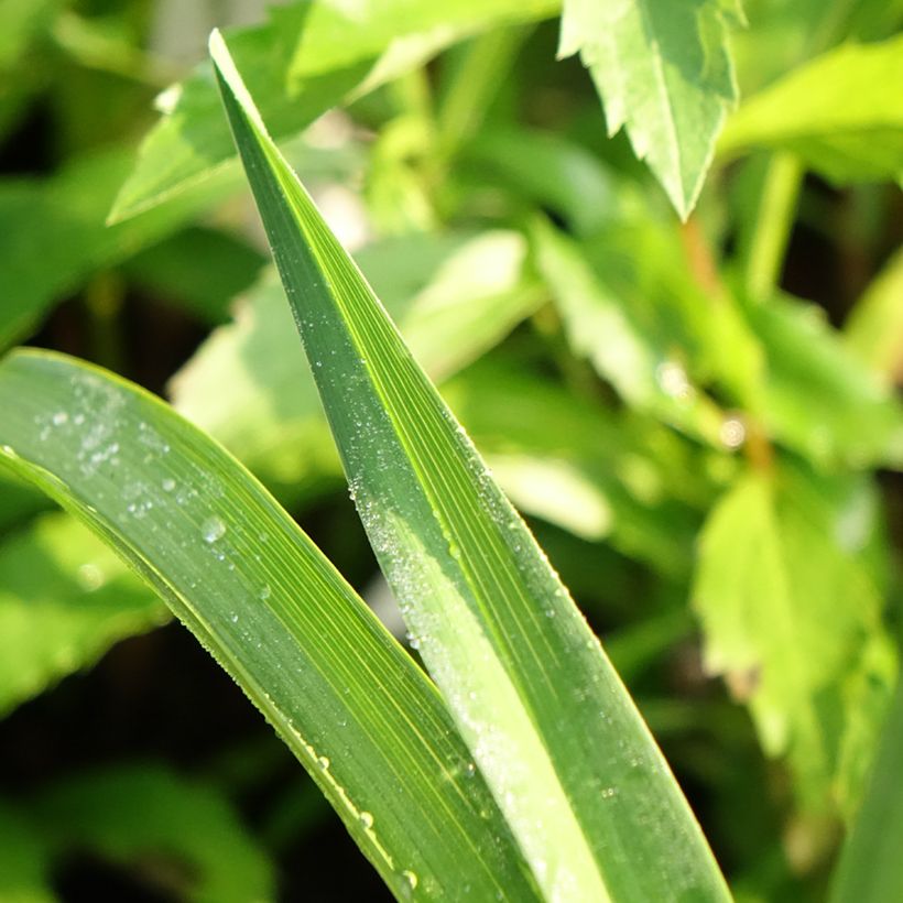 Hemerocallis Natures Crown - Daylily (Foliage)