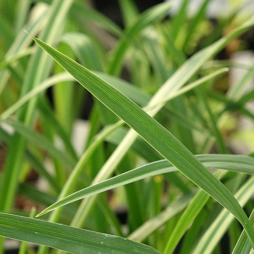 Hemerocallis Night Embers - Daylily (Foliage)