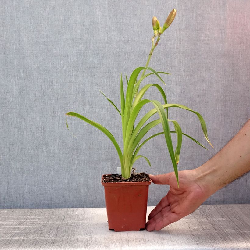 Hemerocallis Piano Man - Daylily 1L/1.5L pot sample as delivered in summer