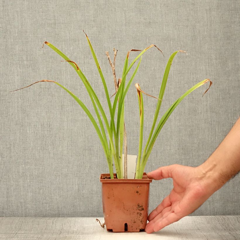 Hemerocallis Poogie - Daylily 1L/1.5L pot sample as delivered in summer