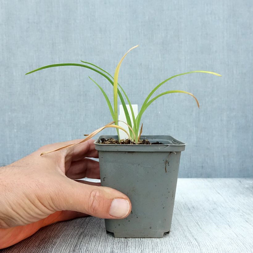 Hemerocallis Prairie Blue Eyes - Daylily 8/9 cm pot sample as delivered in autumn