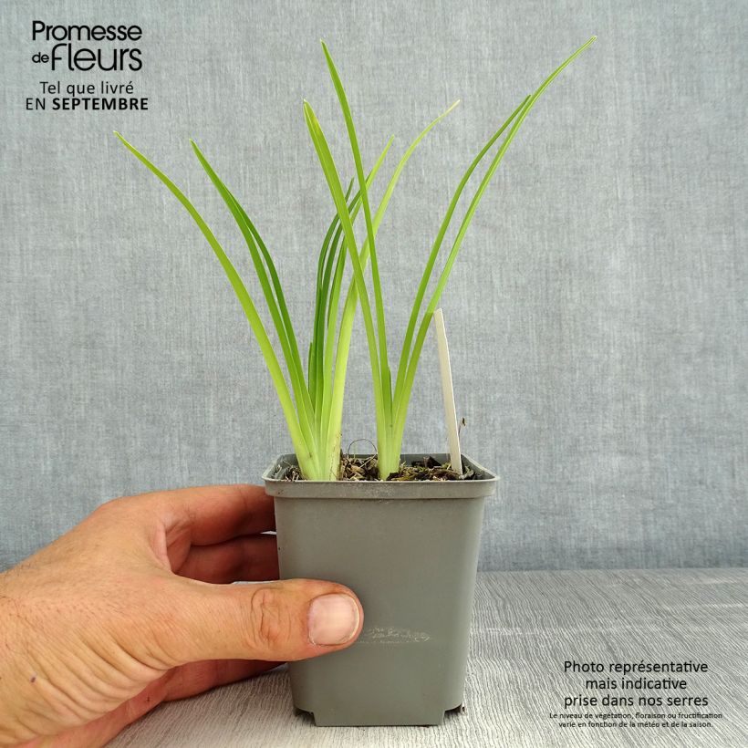 Hemerocallis Prairie Blue Eyes - Daylily 1L/1.5L pot sample as delivered in summer