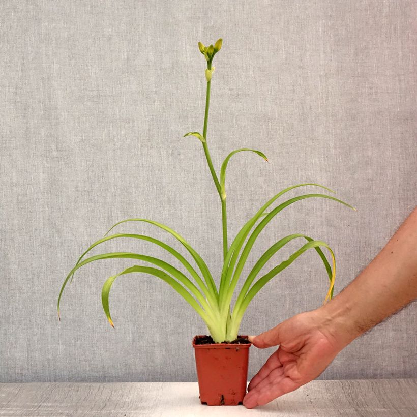 Hemerocallis Roswitha - Daylily 8/9 cm pot sample as delivered in summer