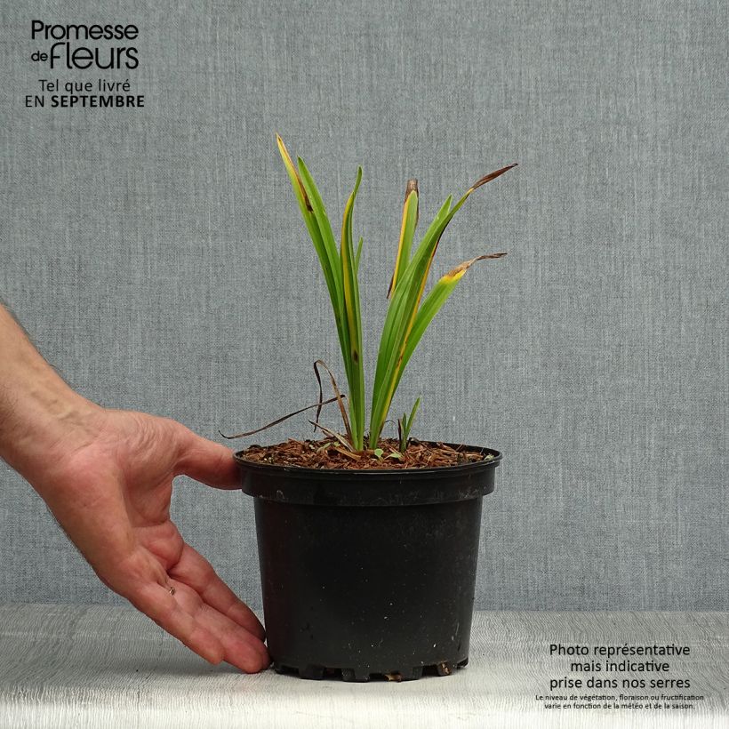 Hemerocallis Rosy Returns - Daylily 2L/3L pot sample as delivered in autumn