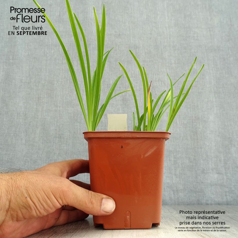 Hemerocallis Siloam Double Classic - Daylily 1L/1.5L pot sample as delivered in summer