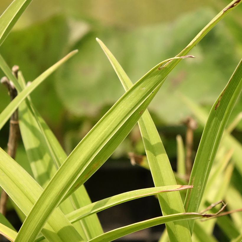 Hemerocallis Siloam Double Classic - Daylily (Foliage)