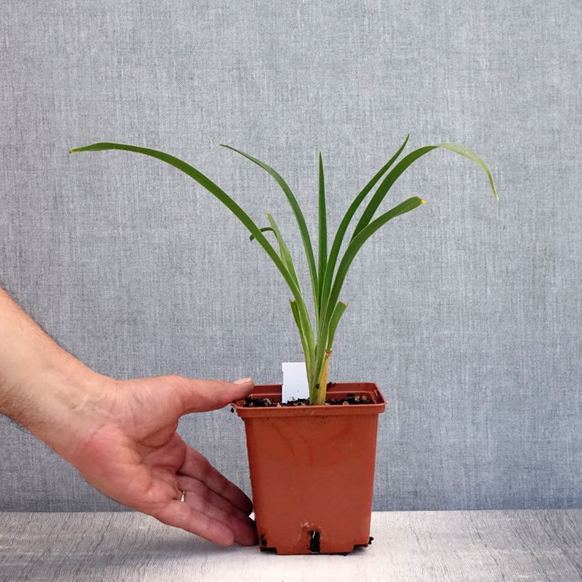 Hemerocallis Snowy Eyes - Daylily 1L/1.5L pot sample as delivered in summer