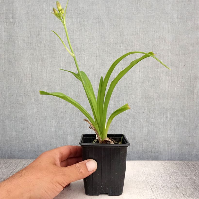 Hemerocallis Sugar Candy - Daylily 8/9 cm pot sample as delivered in summer
