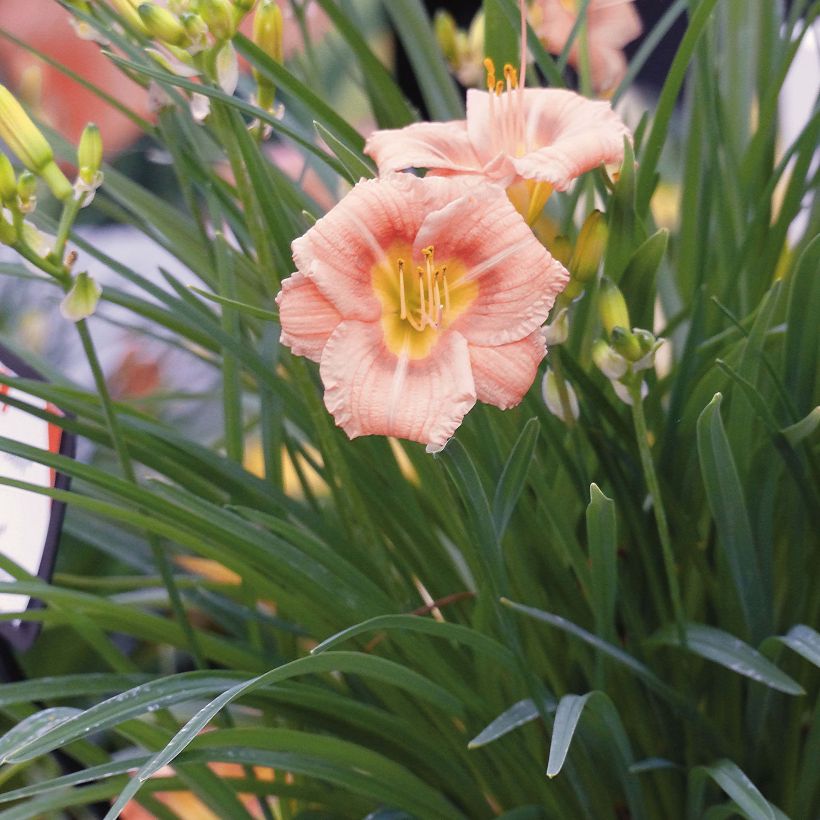 Hemerocallis Everydaylily Rose - Daylily (Plant habit)