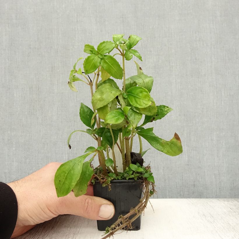 Hemiboea subcapitata 8/9 cm pot sample as delivered in autumn