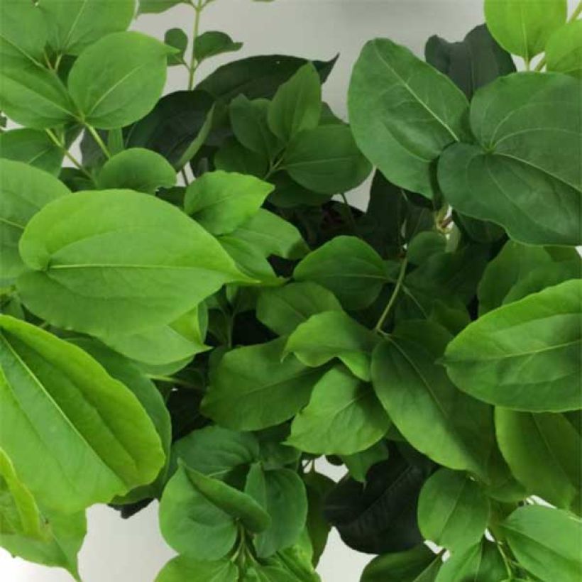 Heptacodium miconioides - Seven-son Tree (Foliage)