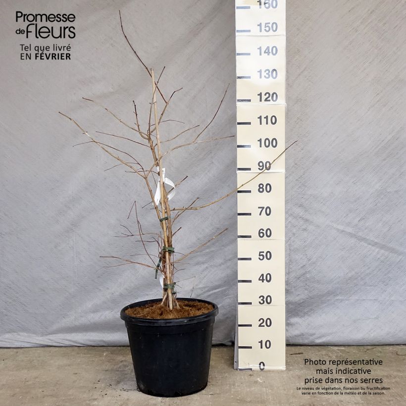 Heptacodium miconioides - Seven-son Tree sample as delivered in winter
