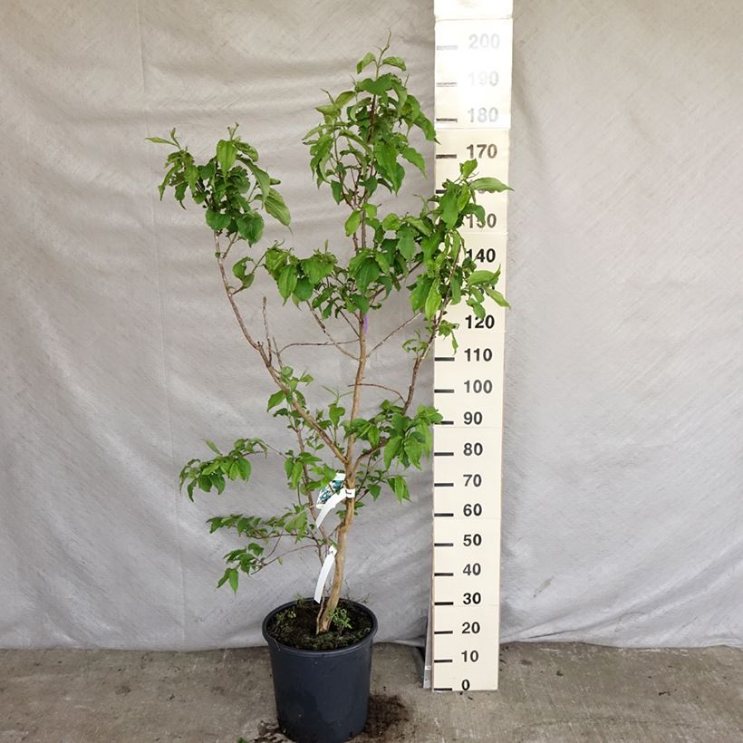 Heptacodium miconioides - Seven-son Tree 20L/25L potShipped height around 125/+cm sample as delivered in spring