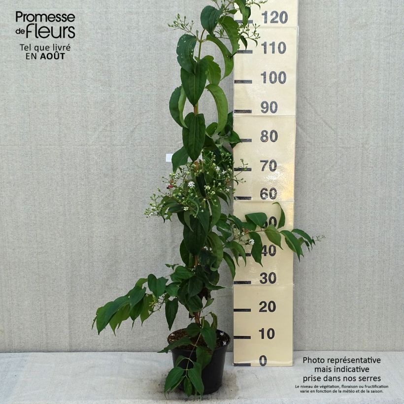 Heptacodium miconioides Temple of Bloom - Seven-son Tree 3L/4L potShipped height around 60/80cm sample as delivered in summer