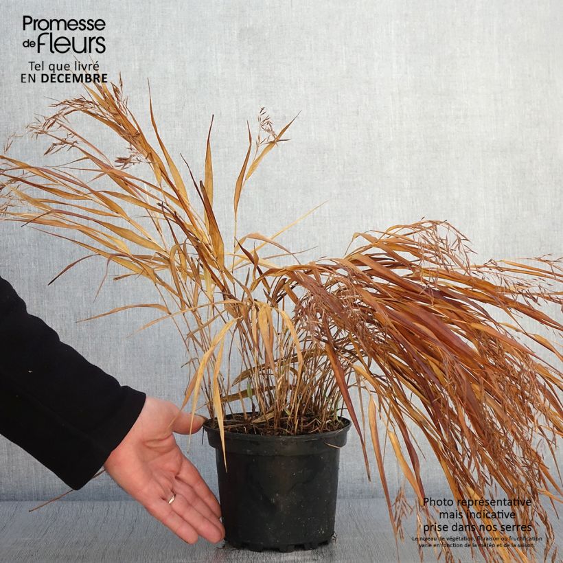 Herbe du Japon - Hakonechloa macra Albostriata en pot de 2l/3L sample as delivered in autumn