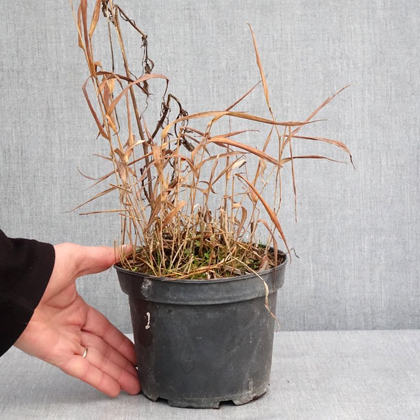 Hakonechloa macra Albostriata - Japanese Forest Grass 2L/3L pot sample as delivered in winter