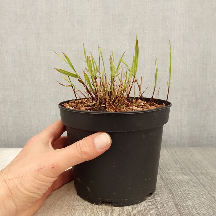 Hakonechloa macra Albostriata - Japanese Forest Grass sample as delivered in spring