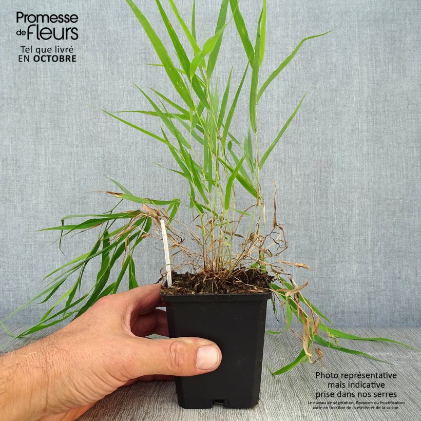 Herbe du Japon - Hakonechloa macra en godet de 9cm sample as delivered in autumn