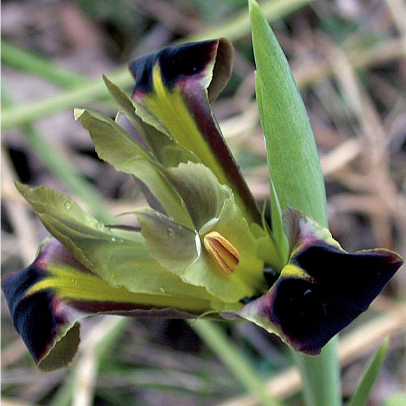 Hermodactylus tuberosus - Tuber Iris (Flowering)