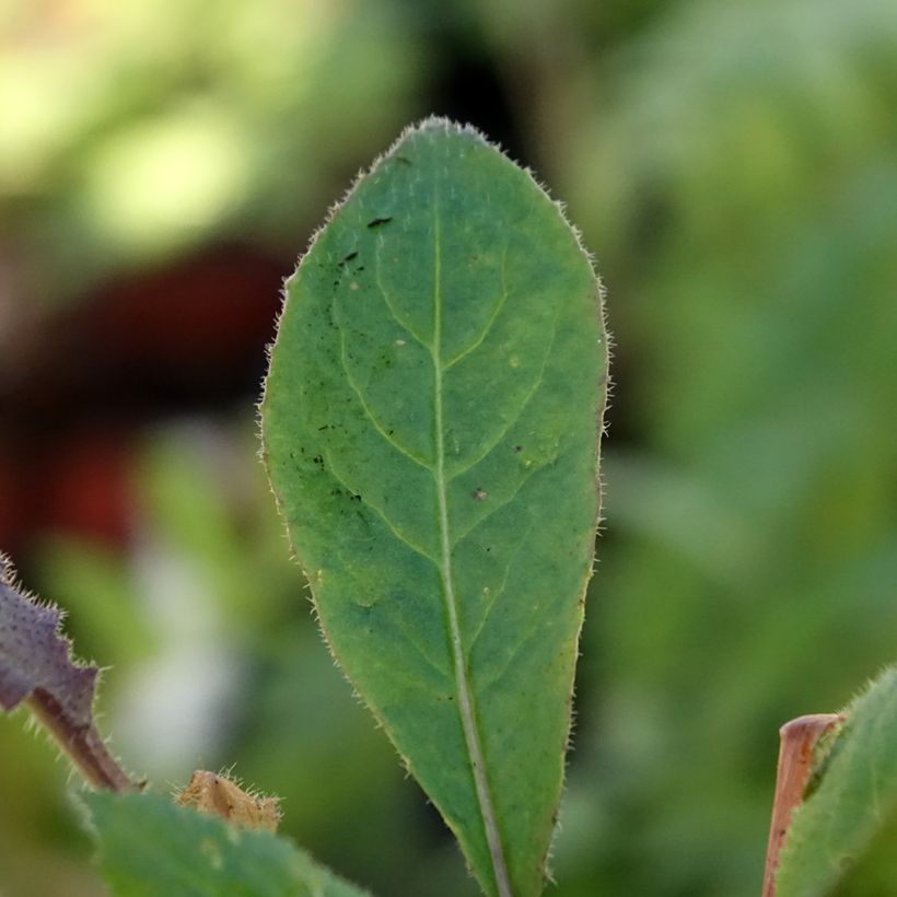 Hesperis matronalis v. albiflora Alba Plena (Foliage)