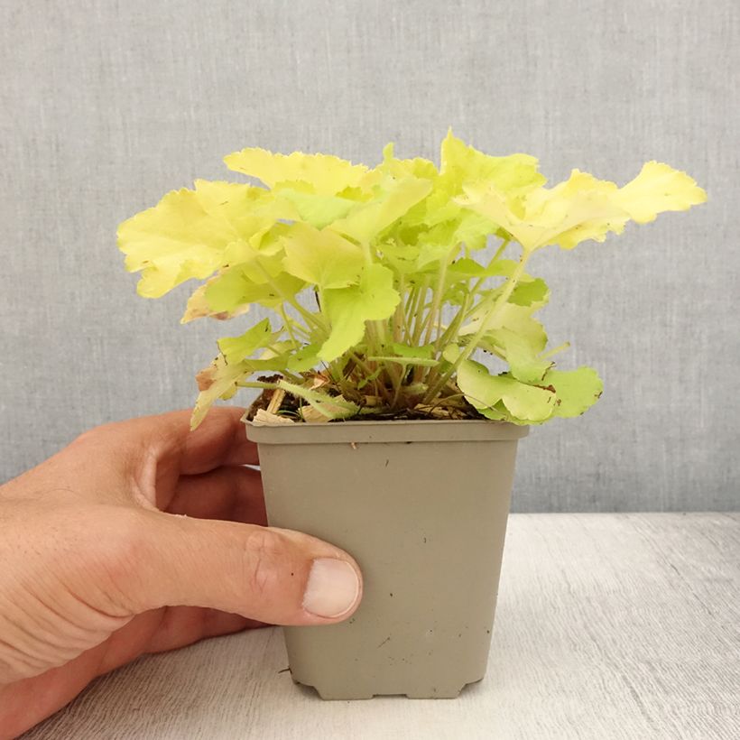 Heuchera hybrida Citronelle 8/9 cm pot sample as delivered in summer