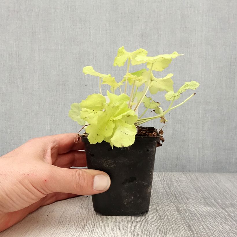 Heuchera hybrida Citronelle 8/9 cm pot sample as delivered in spring