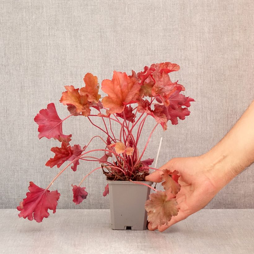 Heuchera Coral Sea 8/9 cm pot sample as delivered in summer