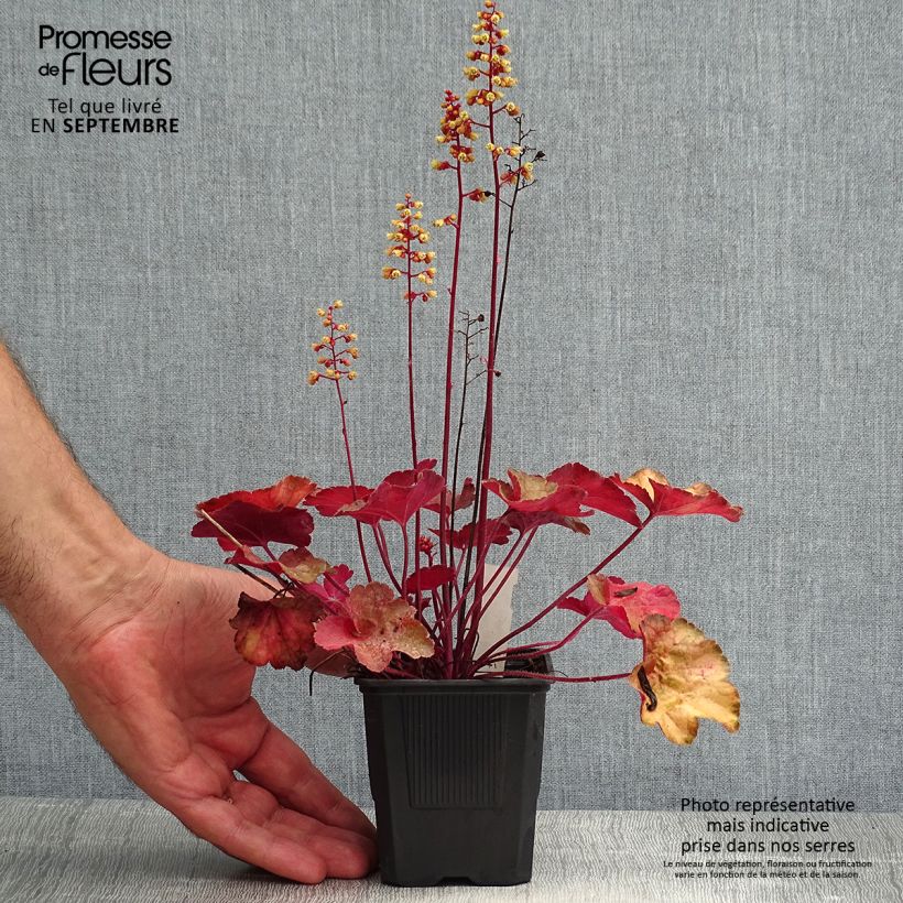 Heuchera hybrida Little Cutie Blondie 8/9 cm pot sample as delivered in summer