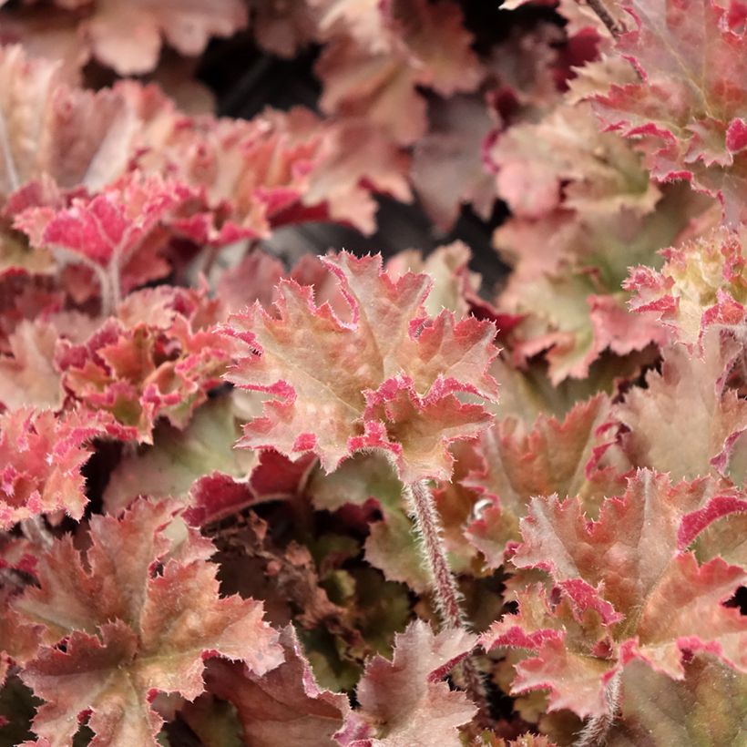 Heuchera micrantha Cappuccino (Foliage)