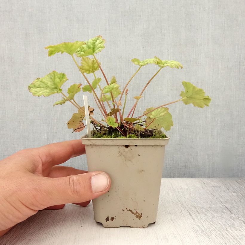 Heuchera Mint Frost 8/9 cm pot sample as delivered in summer